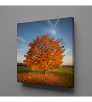 YAPRAKLARI DÖKÜLEN AĞAÇ TEMALI KANVAS TABLO 200x200cm