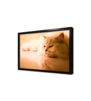 Kedi Çerçeveli Mdf Tablo