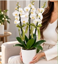 Tasarım Premium 3 Dallı Jumbo Beyaz Orkide Üç Dal Bol Çiçekli Phalaenopsis