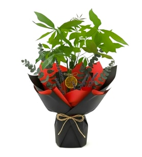 Buket Kağıtlı Para Ağacı Pachira (Şans, bolluk ve bereket sembolü )