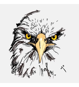 Kartal göz keskin gözlem araba Sticker 17CM