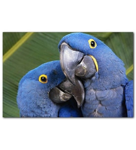 Cakatabloo Mavi Macaw Papağanları Çift MDF Tablo