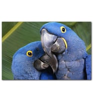 Cakatabloo Mavi Macaw Papağanları Çift MDF Tablo
