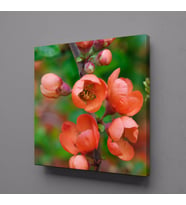 NAR ÇİÇEK AÇMIŞ KANVAS TABLO 30x30cm (Karışık)