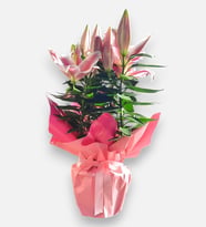 Pembe Buket Kağıtlı Beton Saksıda Pembe Lilyum