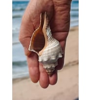 Büyük Boy Deniz Kabuğu Horse Conch 10HC