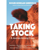 Taking Stock: A Journey Among Cows