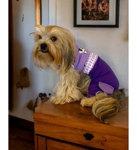 Chique Purple Duo Panda Tulum Köpek Kıyafeti (Mor)