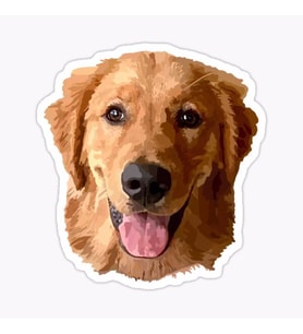 Golden Retriever Köpek Sticker Araba Oto Yapıştırması 17CM A6