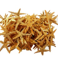 Deniz Yıldızı Natural 4 Cm - 6 Cm (100 Adet)
