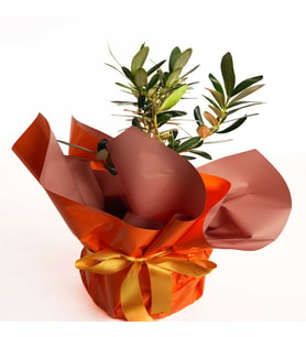 BUKET KAGIDINDA ZEYTİM AGACI