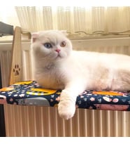 always the best Kalorifer Petek Radyatör Kedi Yatağı Geniş ve Geniş Köpek Yatağı, Askılı Kedi Yatağı (Kedi Desenli)