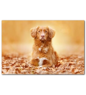 Cakatablo Sonbahar Yaprakları Üzerindeki Kahverengi Köpek