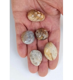 50 Gram Fosil Mercan Tamburlu Parçalar 353