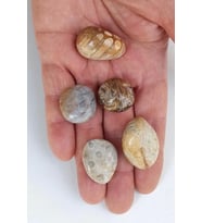 50 Gram Fosil Mercan Tamburlu Parçalar 353