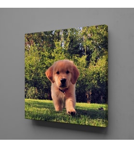 KAHVERENGİ YAVRU KÖPEK KANVAS TABLO 190x190cm