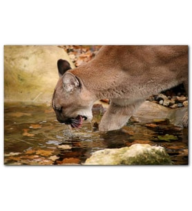 Cakatablo Ormandaki Puma Derede Su İçerken Görseli MDF Tablo