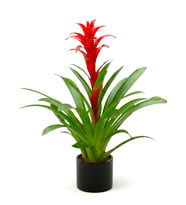 Siyah Seramik Saksıda Guzmania Bitkisi