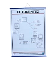 FOTOSENTEZ LEVHASI