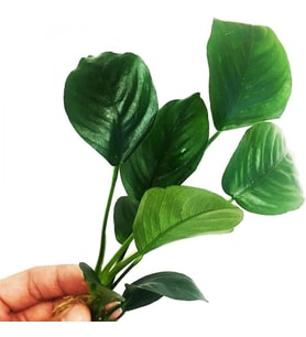 Canlı Bitki L013 Anubias barteri broad leaf
