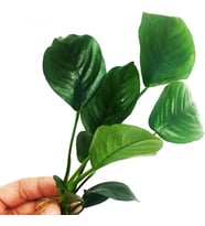 Canlı Bitki L013 Anubias barteri broad leaf