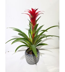 Geometrik Çizgi Desenli Saksıda Guzmania