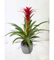 Geometrik Çizgi Desenli Saksıda Guzmania