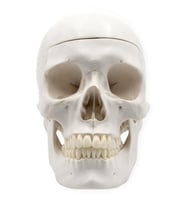 Temel 3 Parçalı Anatomik Kafatası Modeli, Çıkarılabilir Kafatası Kapağı ve Hareketli Çene Maket (Çok Renkli)