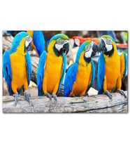 Cakatablo Daldaki Sarı Mavi Macaw Papağanları MDF Tablo