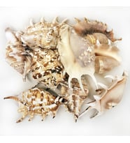 Tahtakale Toptancı Lambis Lambis Kiloluk Deniz Kabuğu (1 KG)