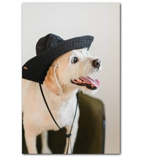 Cakatablo Siyah Şapkalı Sevimli Köpek MDF Tablo