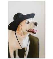 Cakatablo Siyah Şapkalı Sevimli Köpek MDF Tablo