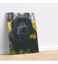 Sarı Çiçeklerle Fotoğraf Çekilen Sevimli Köpek Dekoratif Kanvas Tablo
