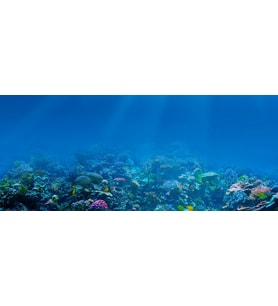 Kanki Pet KP1556509 Akvaryum Arka Fon Yapıştırma 155 x 65 CM