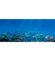 Kanki Pet KP1556509 Akvaryum Arka Fon Yapıştırma 155 x 65 CM