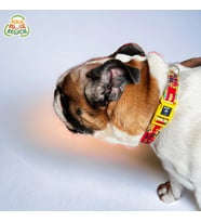 Köpek Boyun Tasması – Geri Dönüştürülmüş, Ayarlanabilir, Emniyet Tokalı – Küçük ve Büyük Irklar için – Tüy Toplamaz, Yıkanabilir, AirTag & İsimlik Uyumlu, Sarı, Large