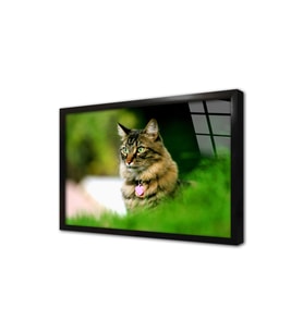 Kedi Çerçeveli Cam Tablo