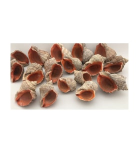 Gongaz Süs Dekoratif Akvaryum Süsleme 7-8 Cm 5 Adet (Açık Kahve-Ekru)