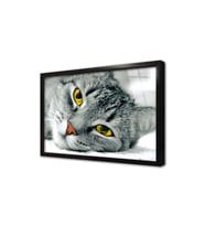 Siyah Beyaz Kedi Çerçeveli Cam Tablo