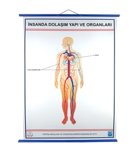 İNSANDA DOLAŞIM VE YAPI ORGANLARI