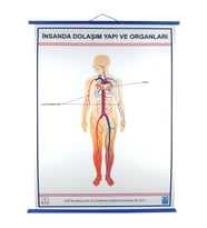İNSANDA DOLAŞIM VE YAPI ORGANLARI