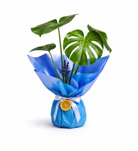 Mavi Buketli Polimer Saksıda Monstera