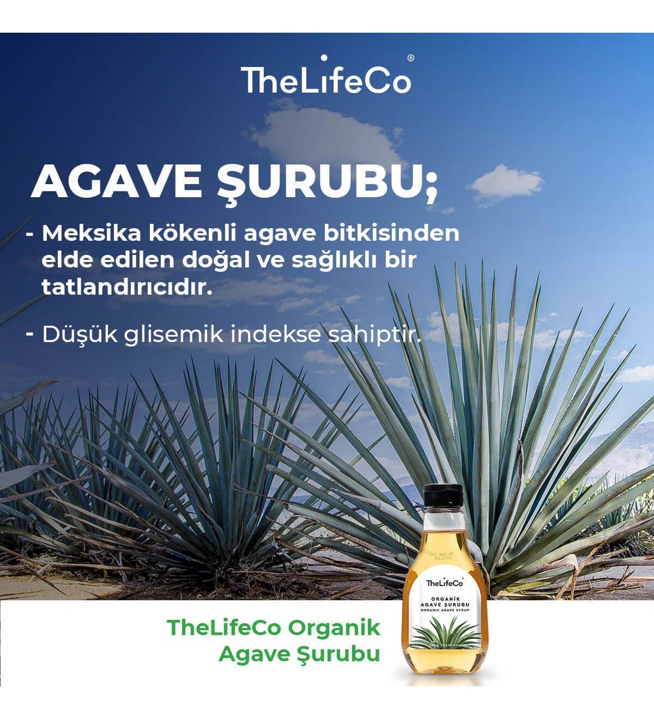 agave preis Queen Victoria Agave