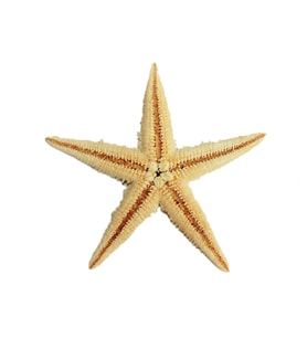 Natural Deniz Yıldızı 6 Cm - 9 CM