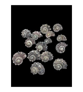 Deniz Kabukları 100 Gr NO-12-ANGARİADELPENOLA