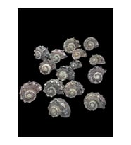 Deniz Kabukları 100 Gr NO-12-ANGARİADELPENOLA