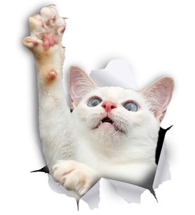 Sevimli Beyaz Yavru Kedi Araba Leptop Sticker Yapıştırma 18CM