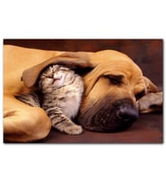 Cakatablo Sevimli Sharpy Köpek ve Yavru Kedi MDF Tablo
