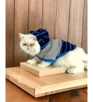 Blue Line Sweatshirt Kapşonlu Kedi Kıyafeti Kedi Sweatshirt (Turuncu)