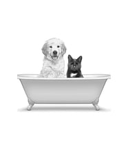 Köpek, Kedi, Evcil Hayvan, Banyo Sanatı, Banyo Duvar Sanatı Ahşap Poster